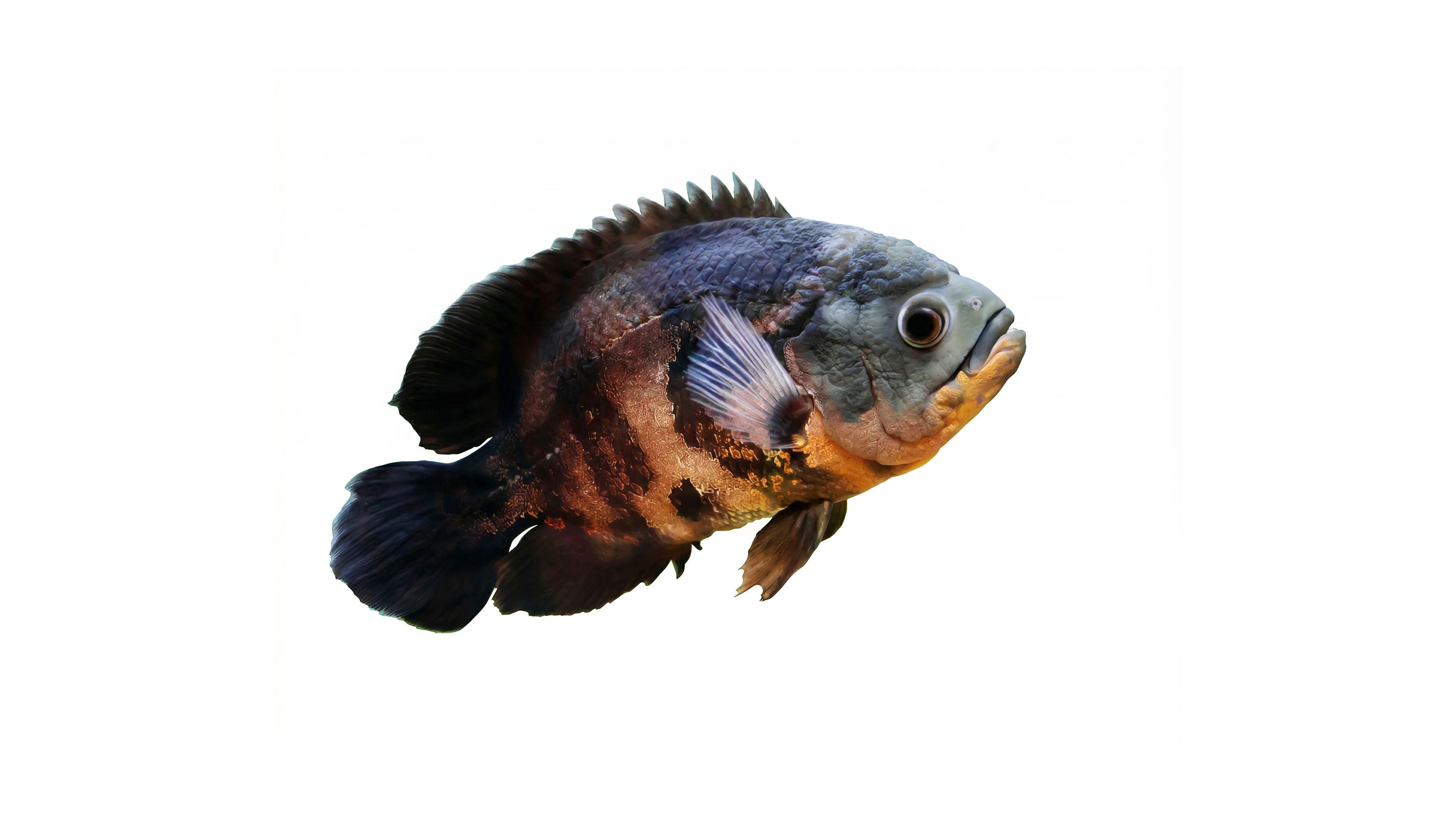 Aquarium